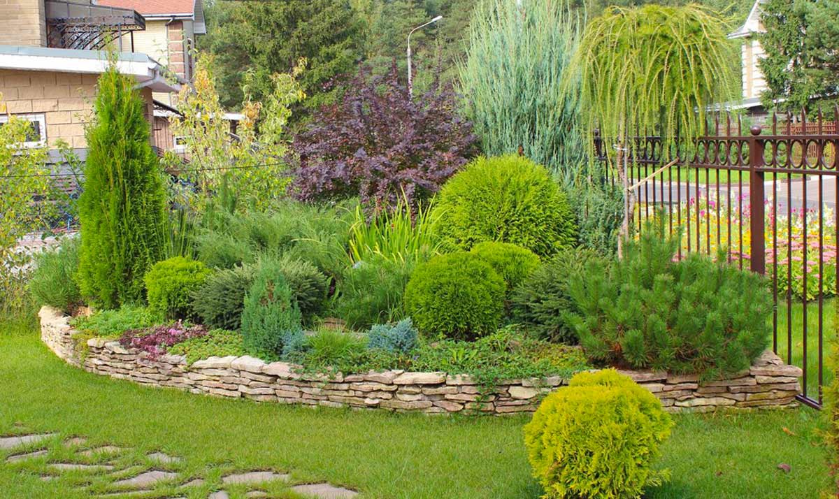 Хвойные композиции в ландшафтном дизайне