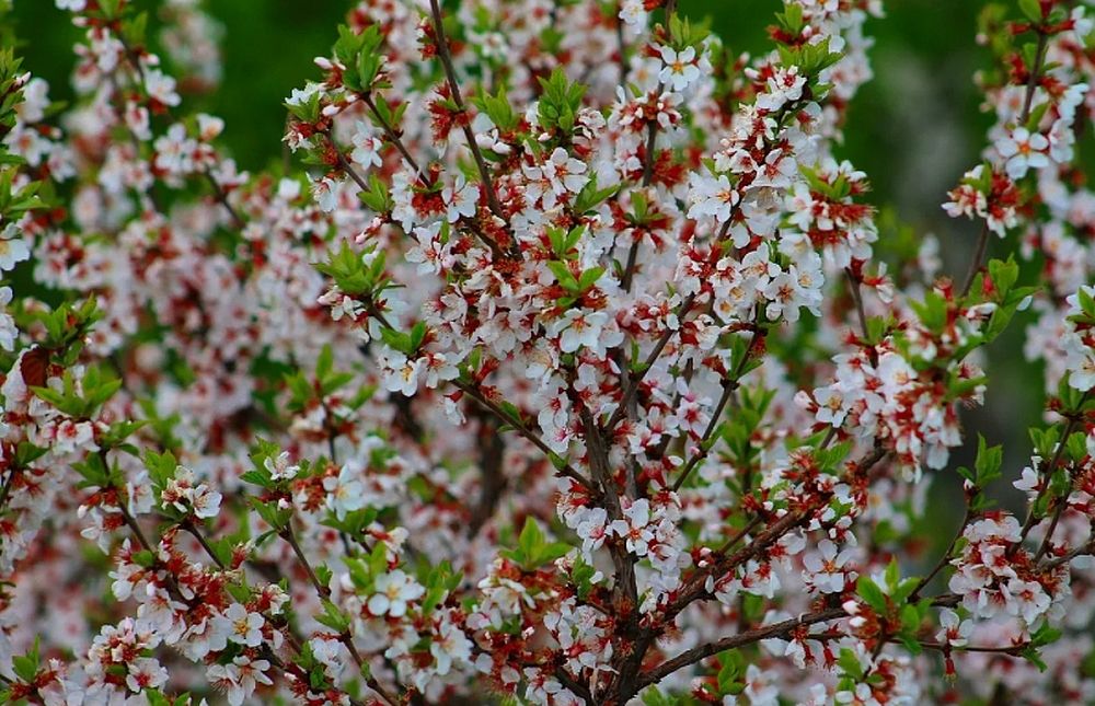 Вишня войлочная - красавица сада