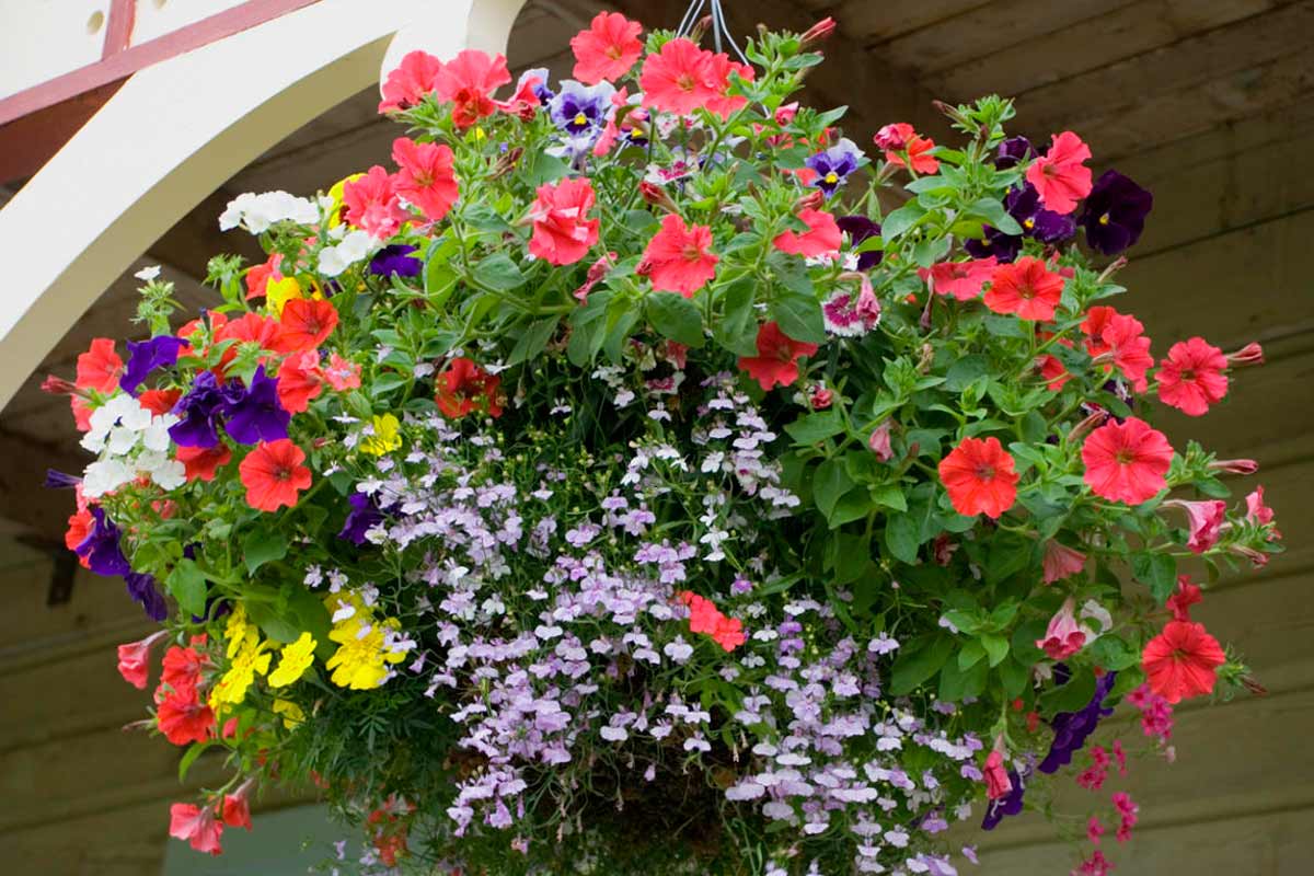 Садовые ампельные растения на даче