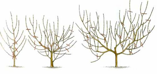 Обрезка персика осенью