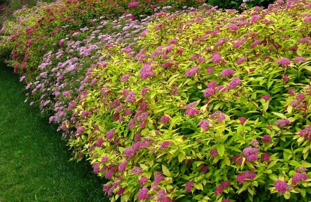 Спирея в вашем саду: красота и легкость ухода