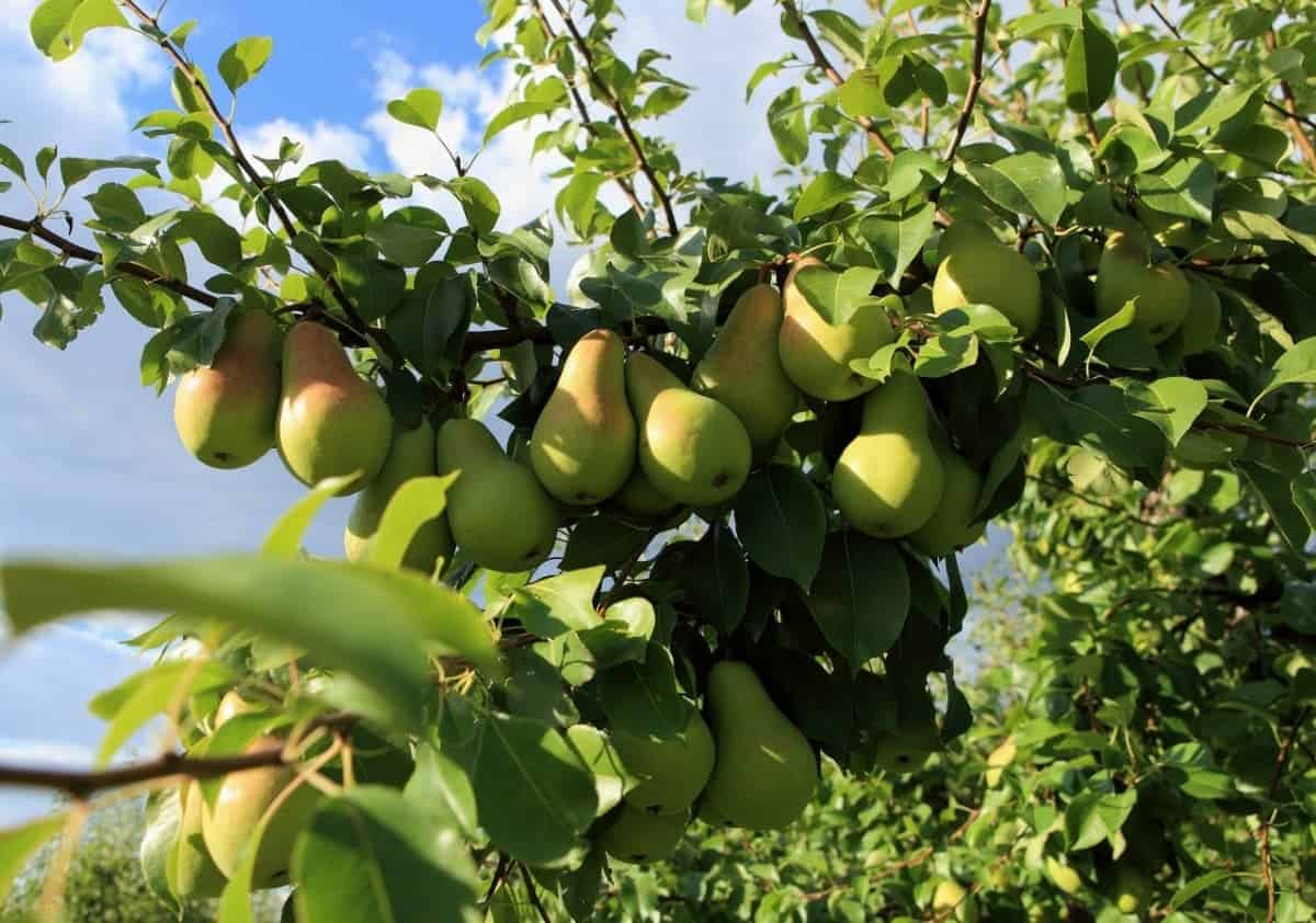 Как правильно обрезать грушу