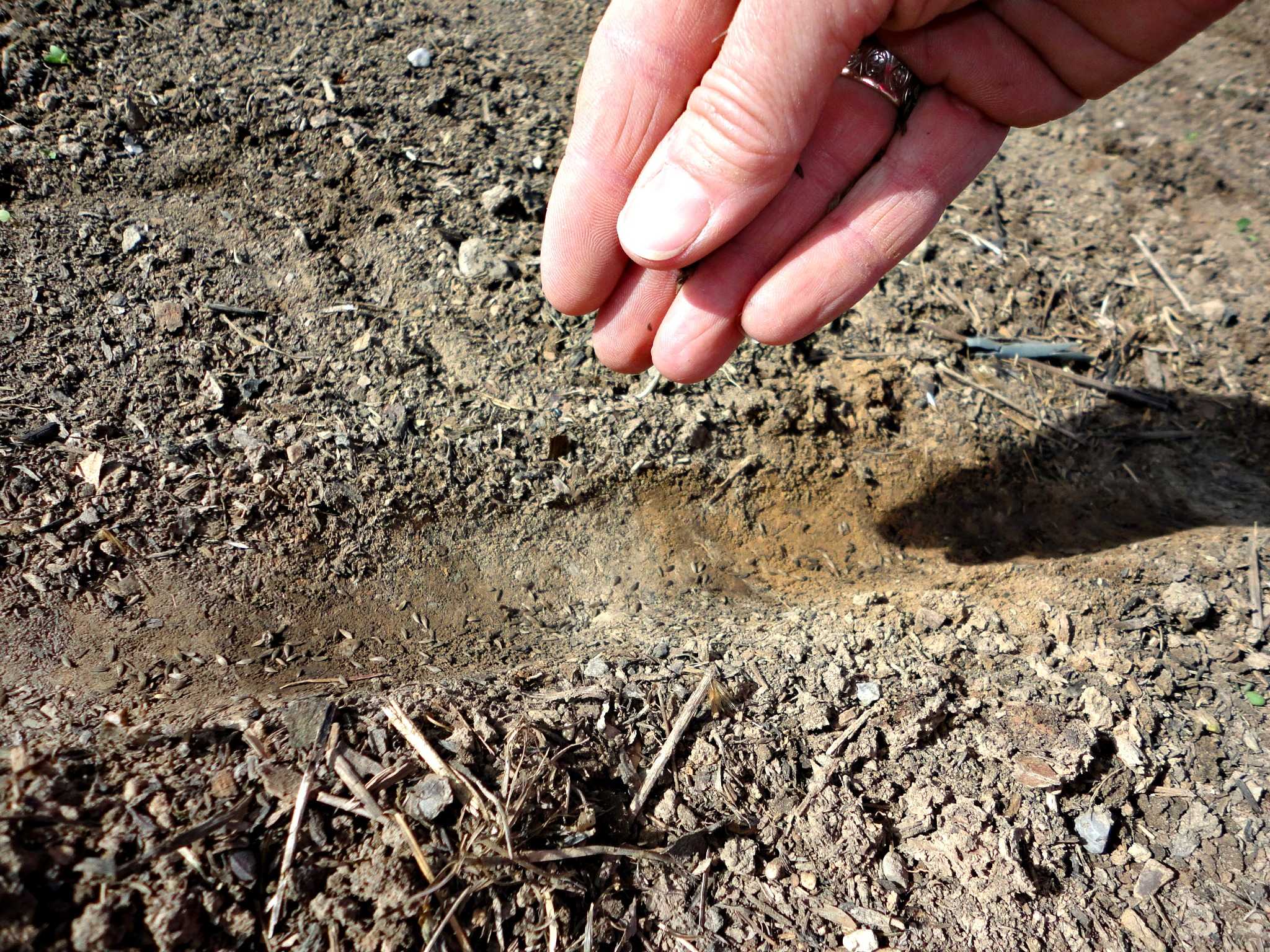 Салат листовой на вашем участке