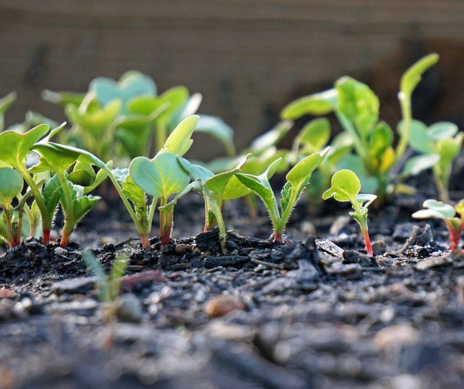 Как и когда посадить редис