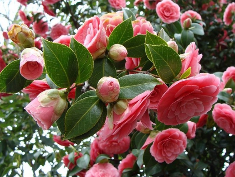 Вечнозеленые кустарники для сада: создание красивого и уютного уголка природы