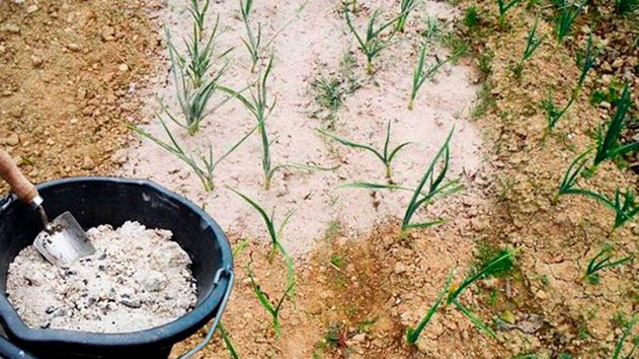 Чем подкормить чеснок?