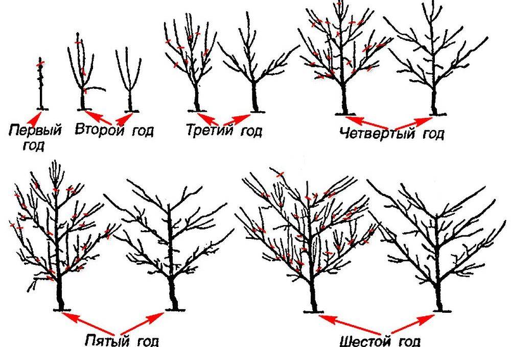 Осенняя обрезка сливы: как сохранить здоровье и красоту дерева
