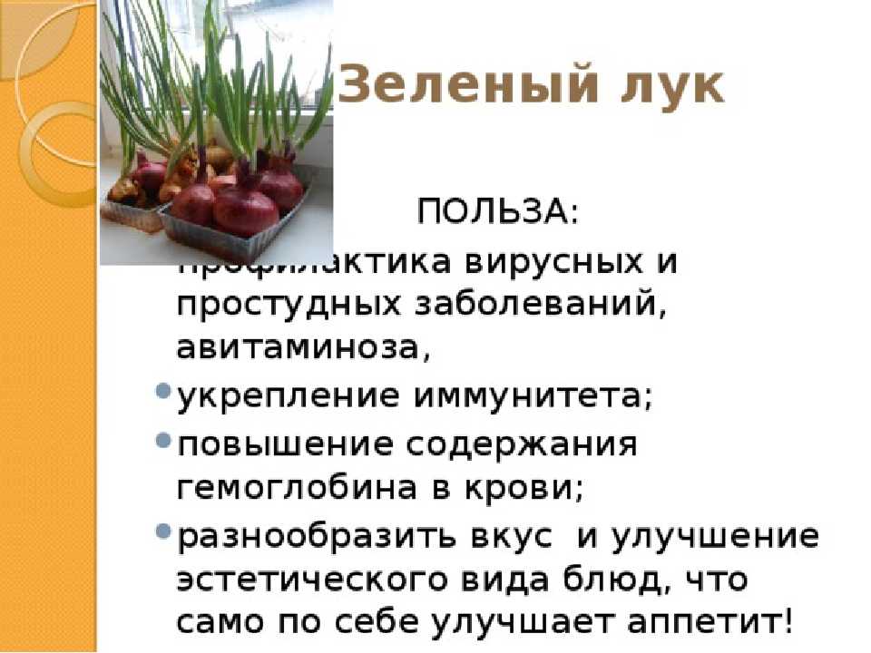 Полезные свойства зеленого лука: какой эффект оказывает на здоровье?