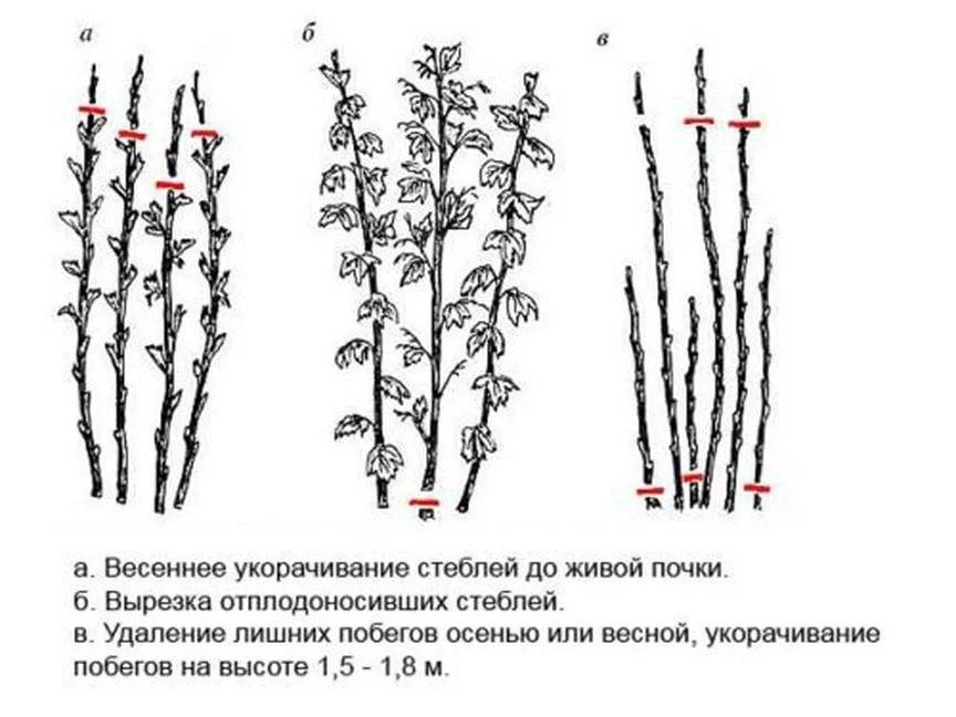 Как правильно обрезать ежевику