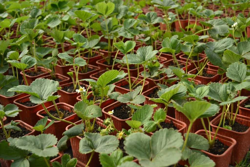 Как вырастить клубнику из семян: секреты успешного выращивания