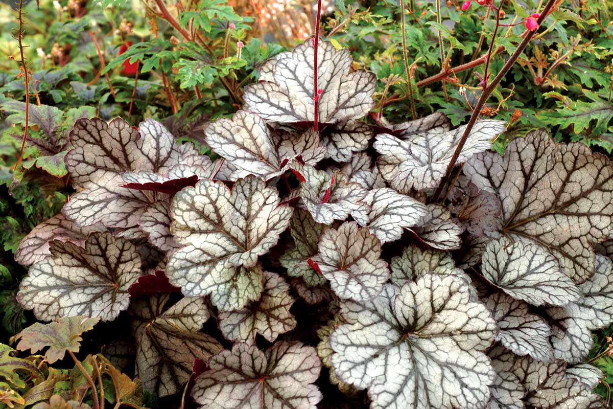 Посадка и выращивание гейхеры