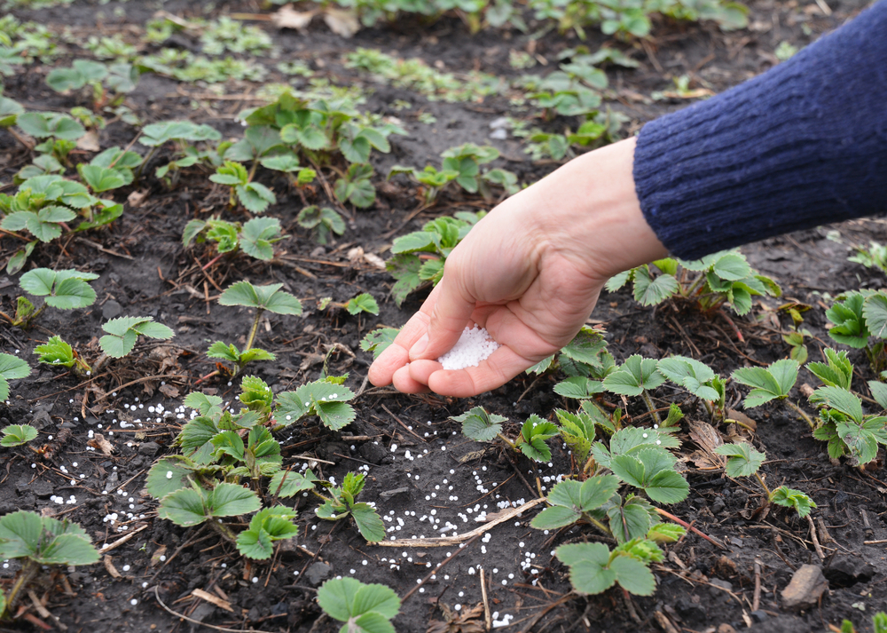 Подкормка клубники весной: секреты успешного выращивания