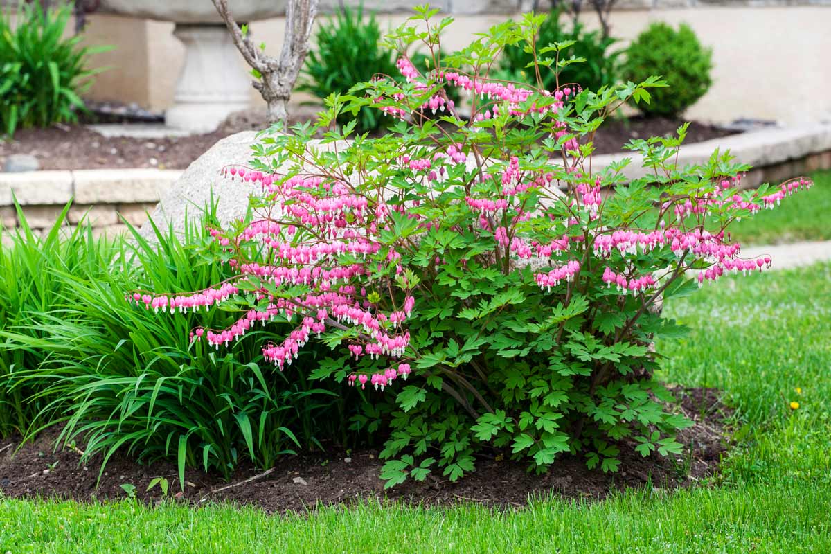 Дицентра: описание