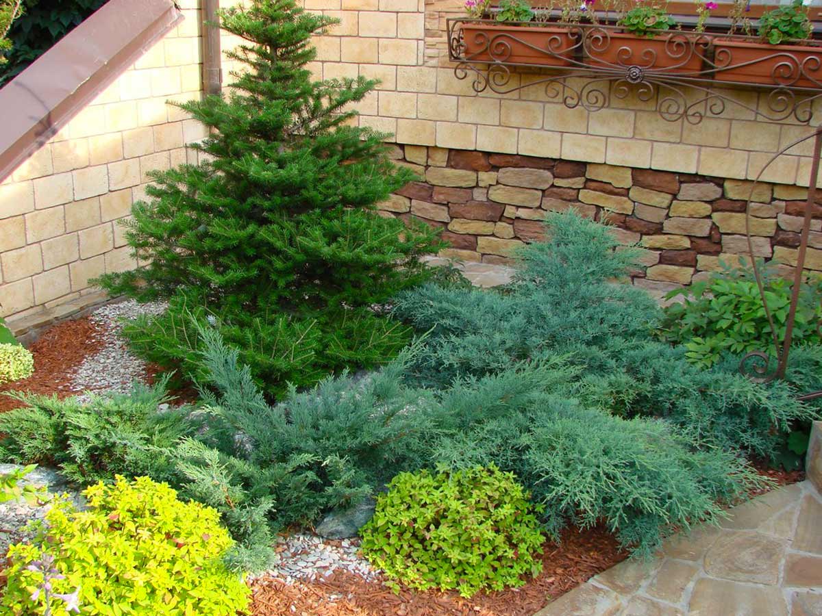 Можжевельник в ландшафтном дизайне