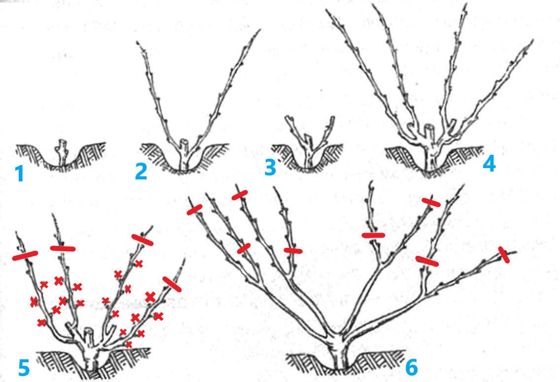 Обрезка винограда весной: важные правила и рекомендации