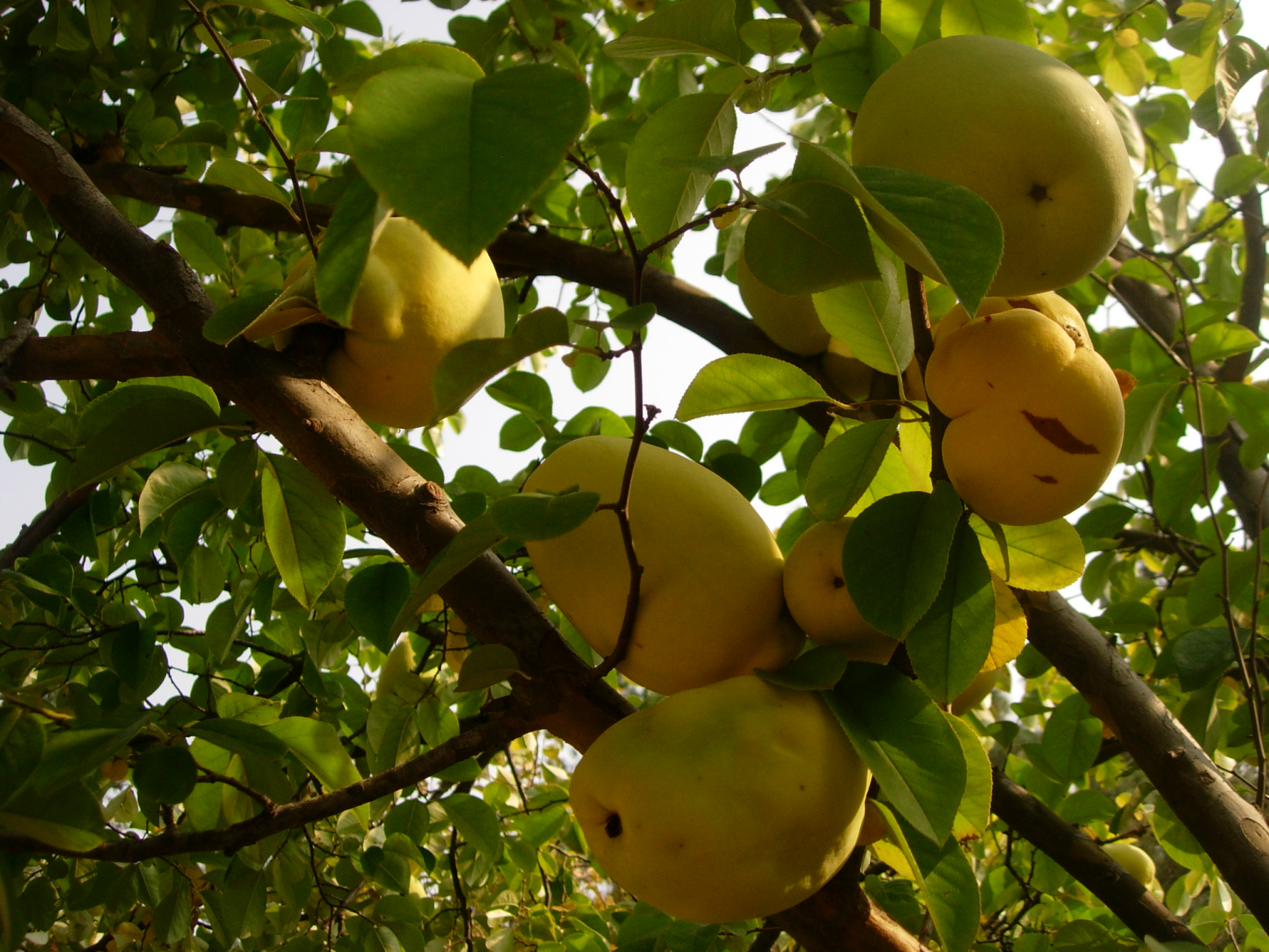 Уход и выращивание айвы японской в саду