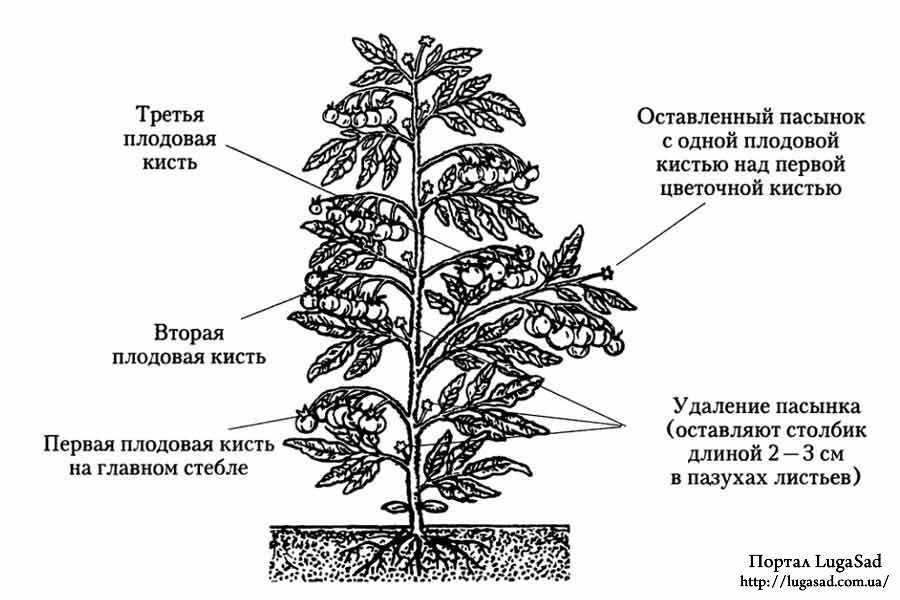Что такое пасынкование томатов: полное руководство для начинающих садоводов