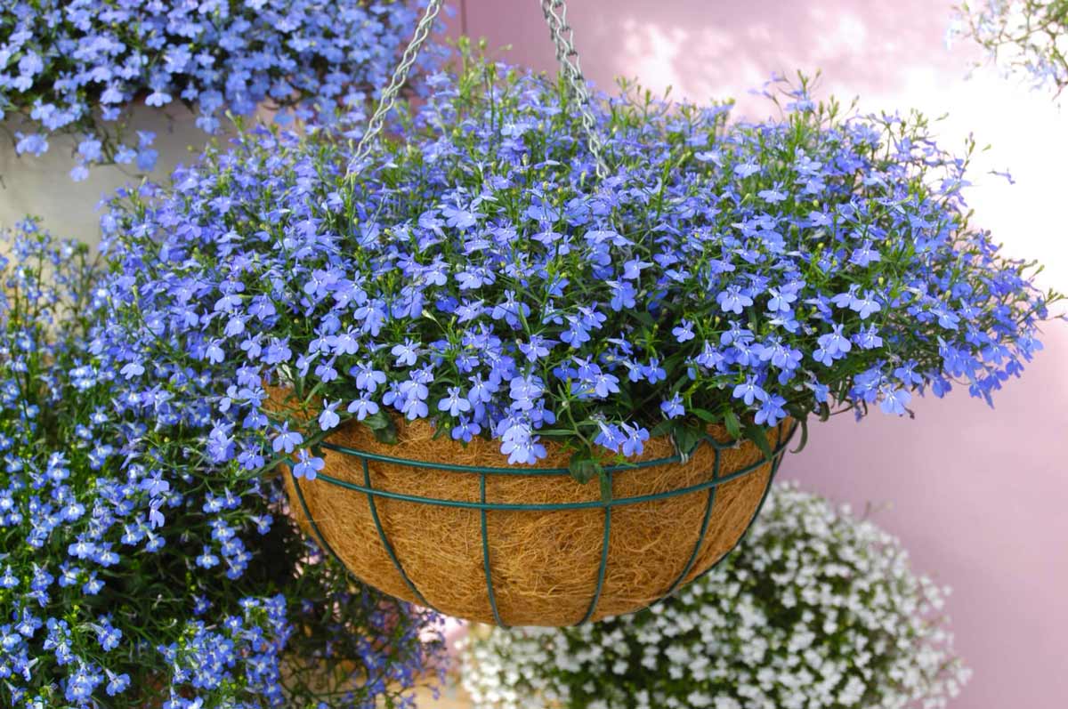 Лучшие цветы для вазонов