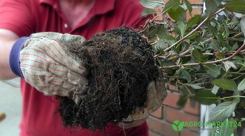 Как вырастить вейгелу