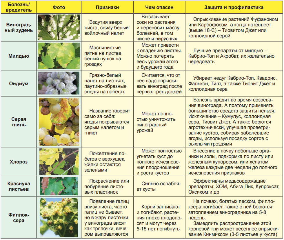 Как обрабатывать виноград от болезней