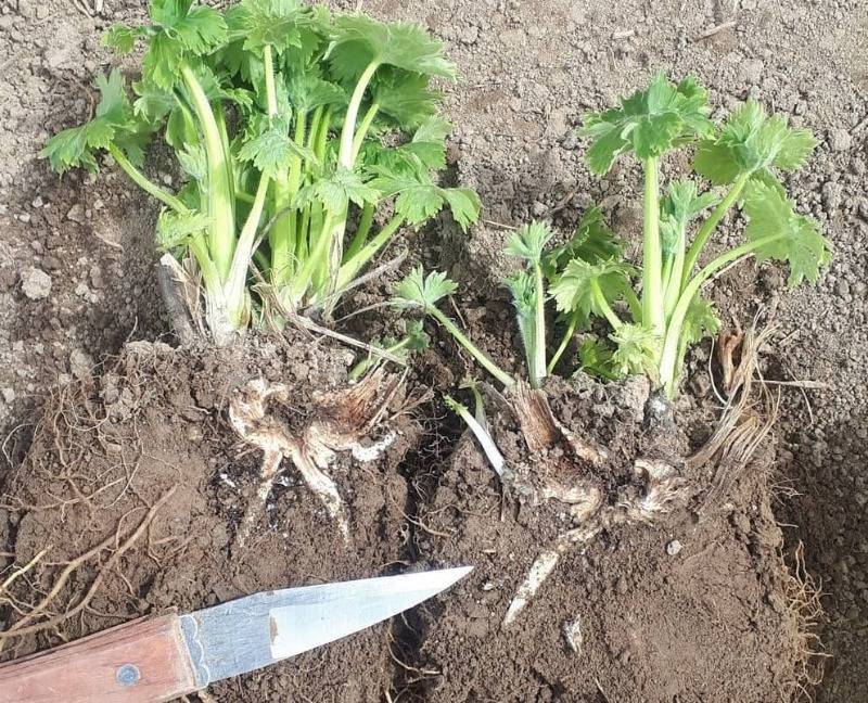 Выращивание и уход за дельфиниумом