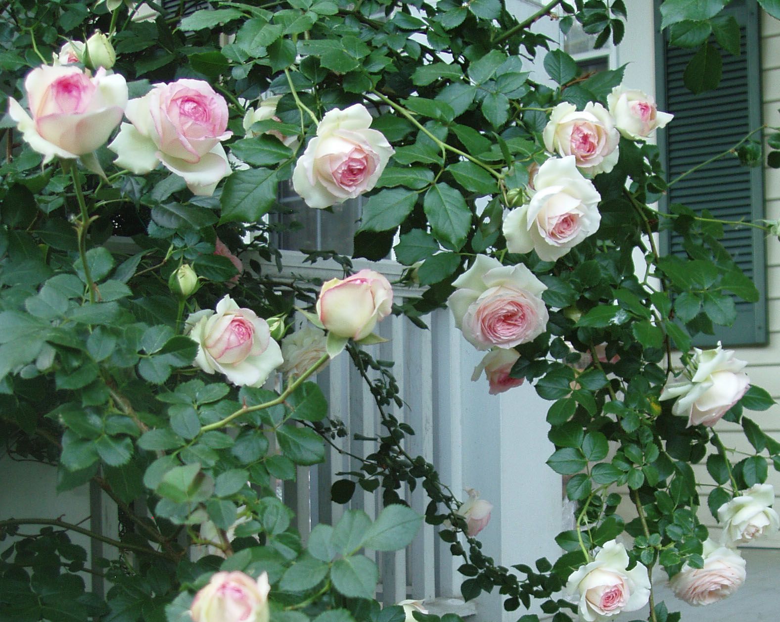 Декоративные лианы в саду - прекрасное решение для вашего участка