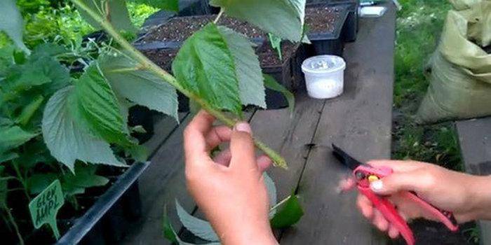 Способы размножения малины: от семян до черенков