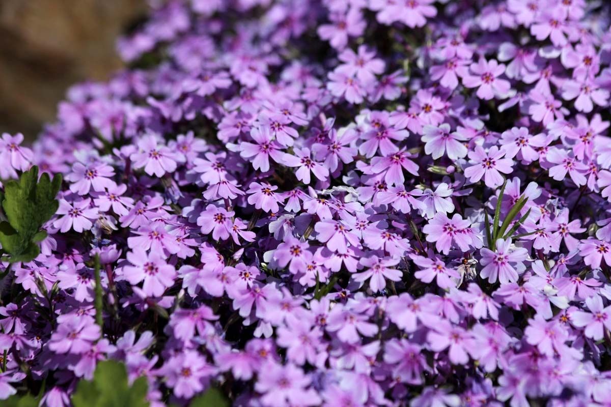Почвопокровные растения для сада: добавляем цвет и красоту в свое пространство