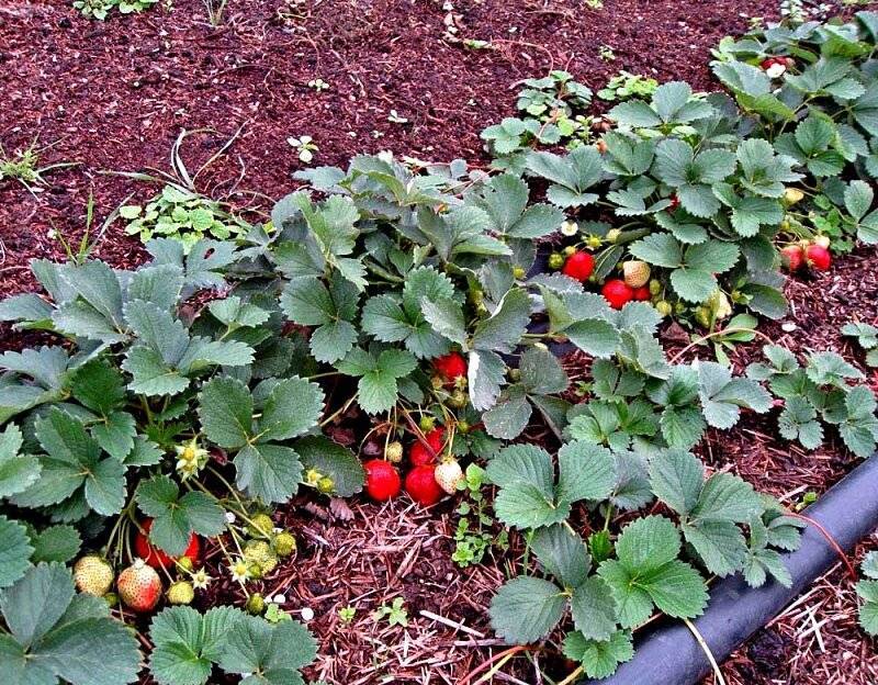 Выращивание и уход за ремонтантной клубникой
