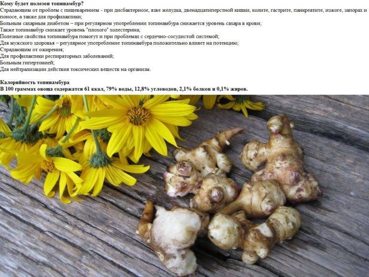 Польза от топинамбура: помощь нашему организму.