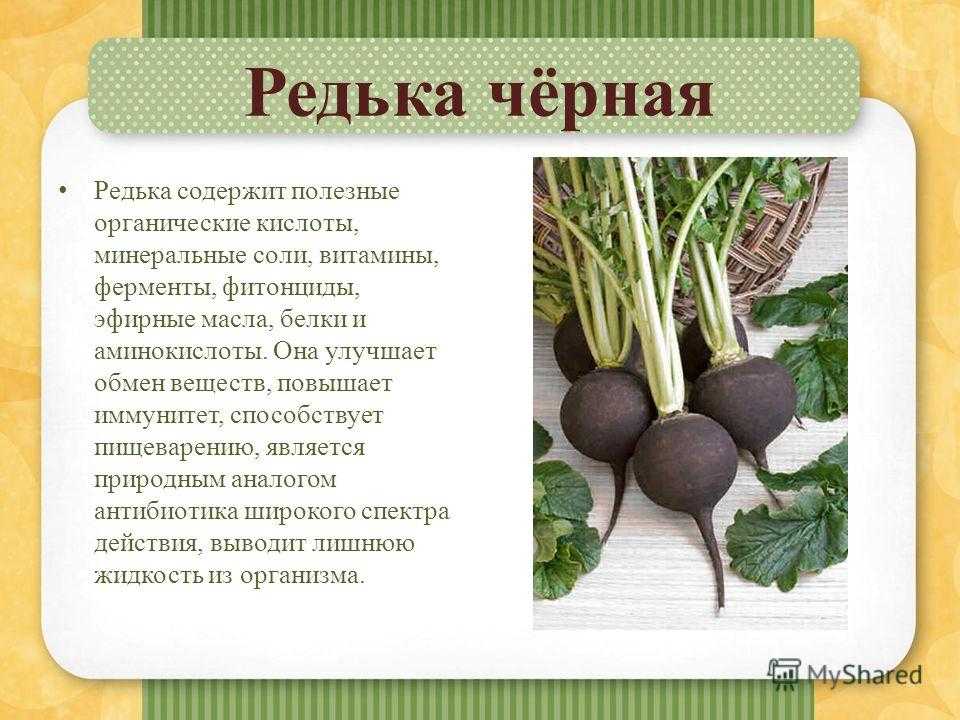 Полезные свойства черной редьки