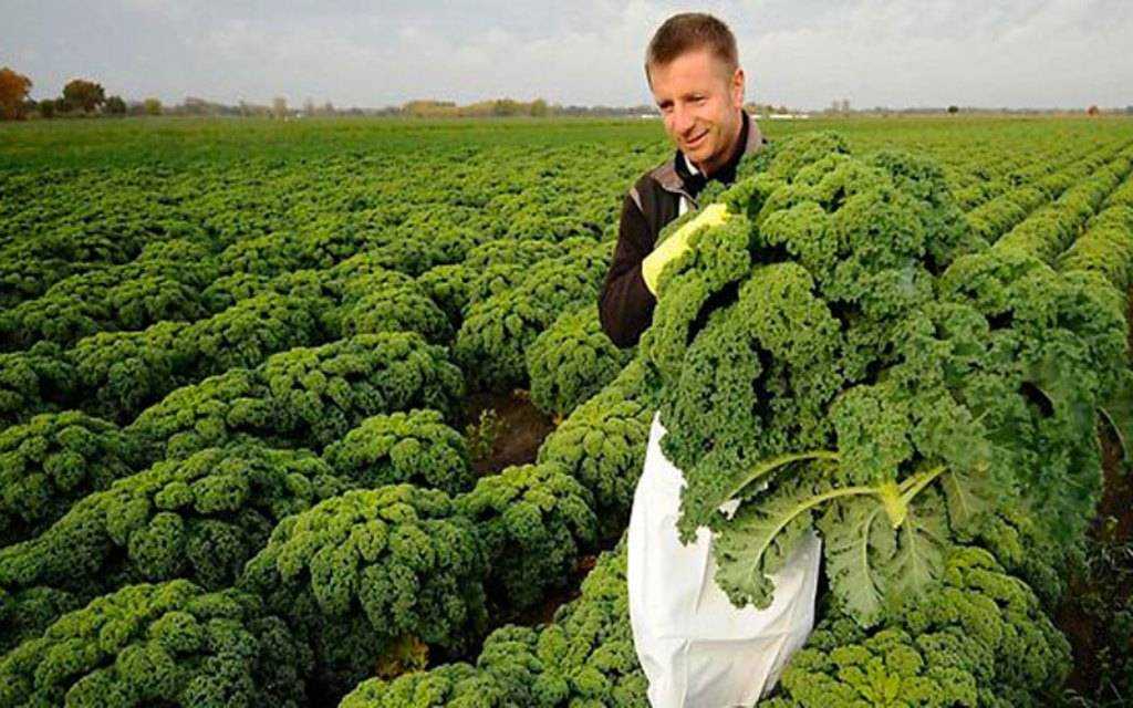 Выращивание капусты кале (кейл): секреты успешного урожая