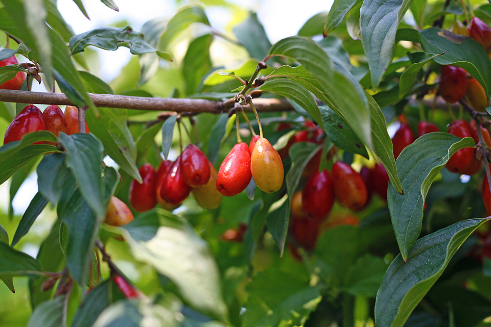 Выращивание кизила и рекомендации по уходу за ним