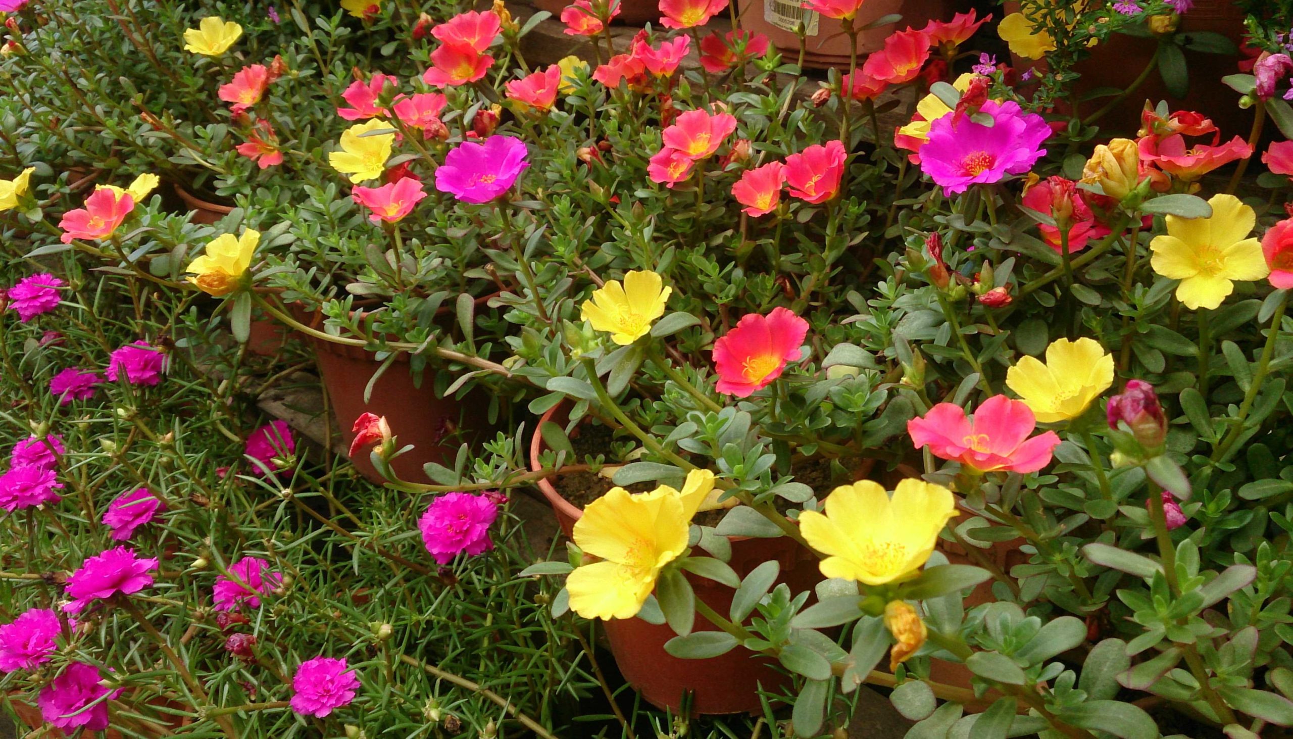 Посадка и уход за портулаком