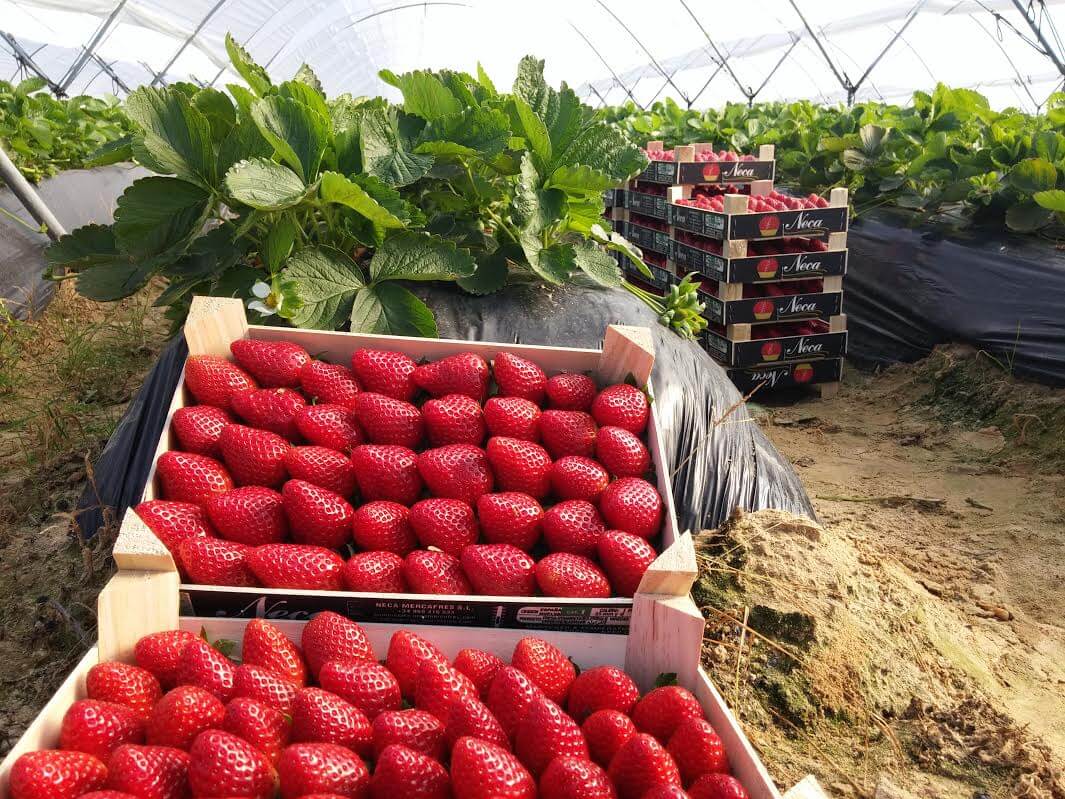 Выращивание клубники в теплице: секреты и советы