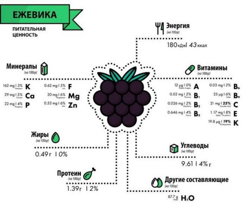 Полезные свойства ежевики