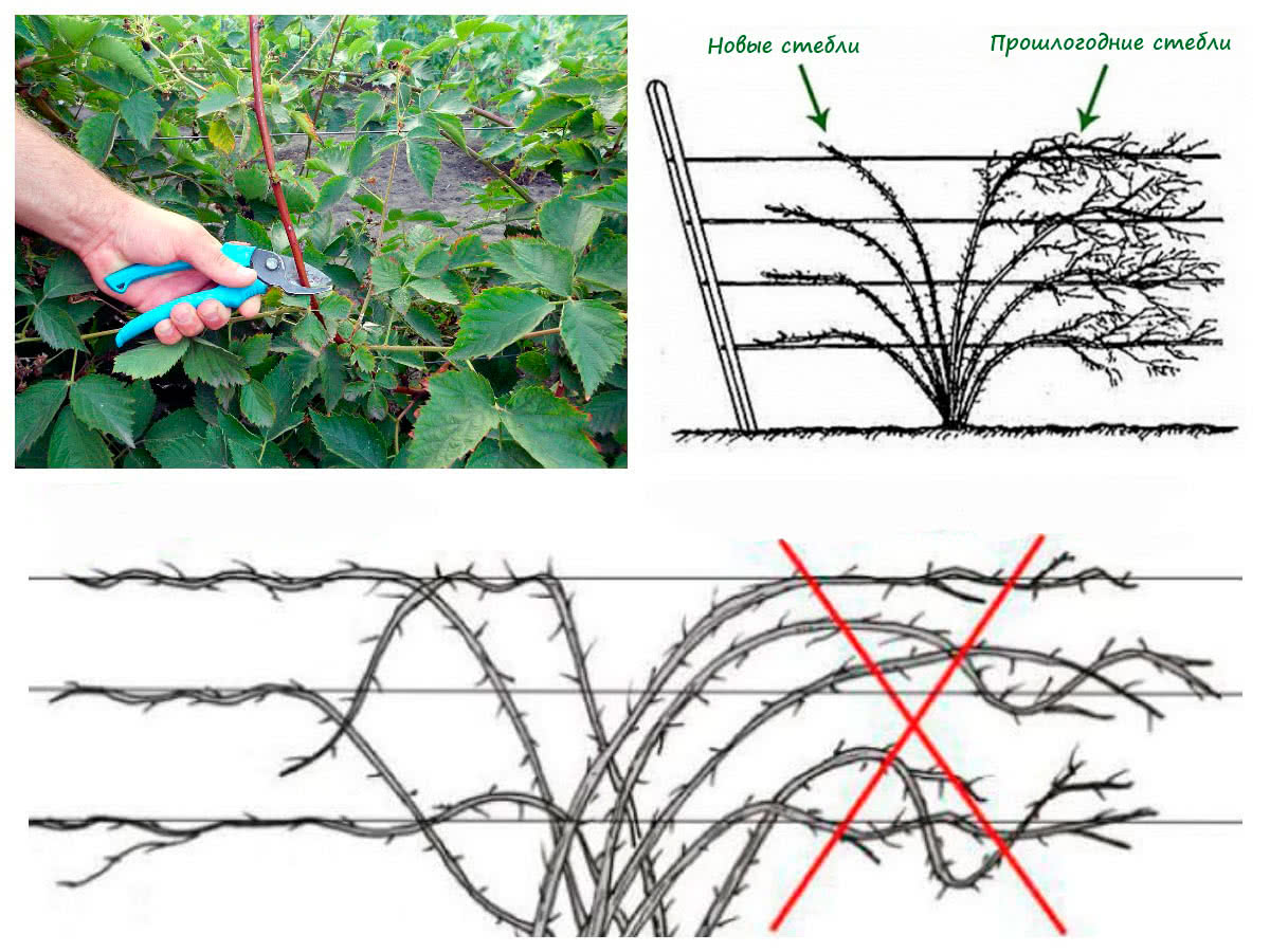 Где и как сажать ежевику