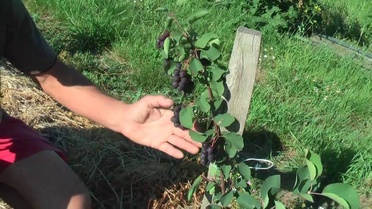 Выращивание и уход за иргой: секреты успешного садоводства