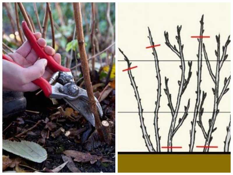 Как обрезать малину осенью
