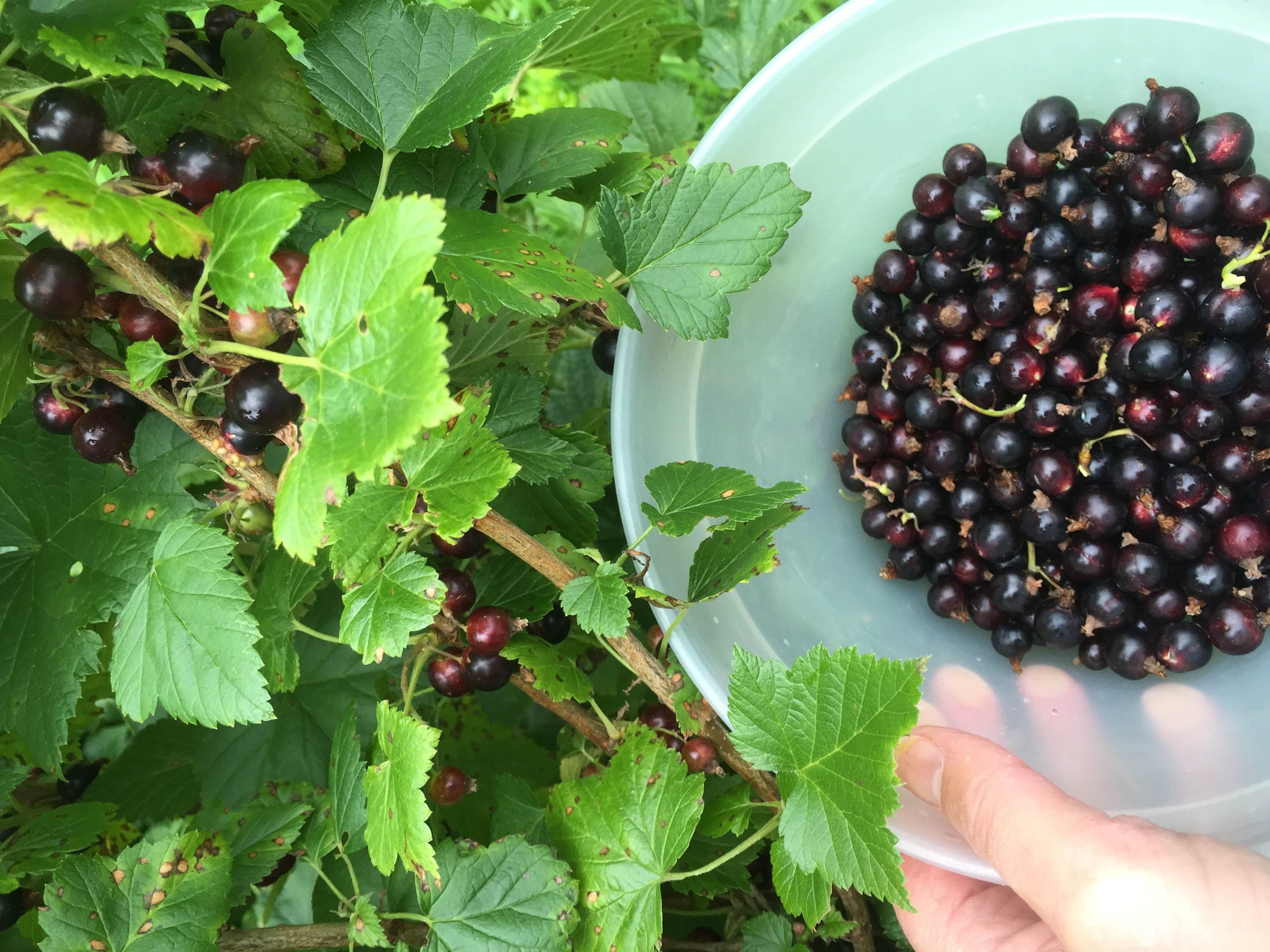 Выращивание черной смородины: секреты успешного урожая