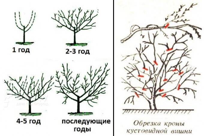 Обрезка вишни весной