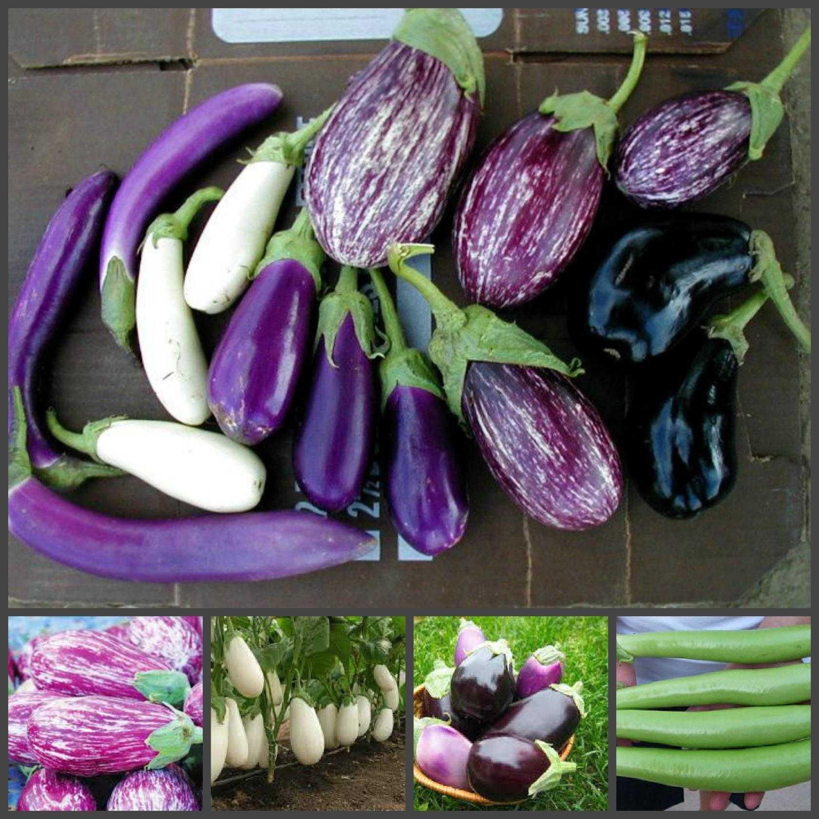 Выращивание баклажанов: выбор семян, посадка и уход