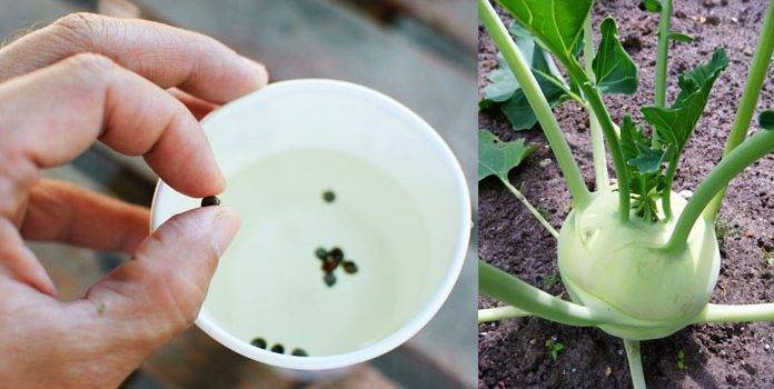 Выращивание капусты кольраби