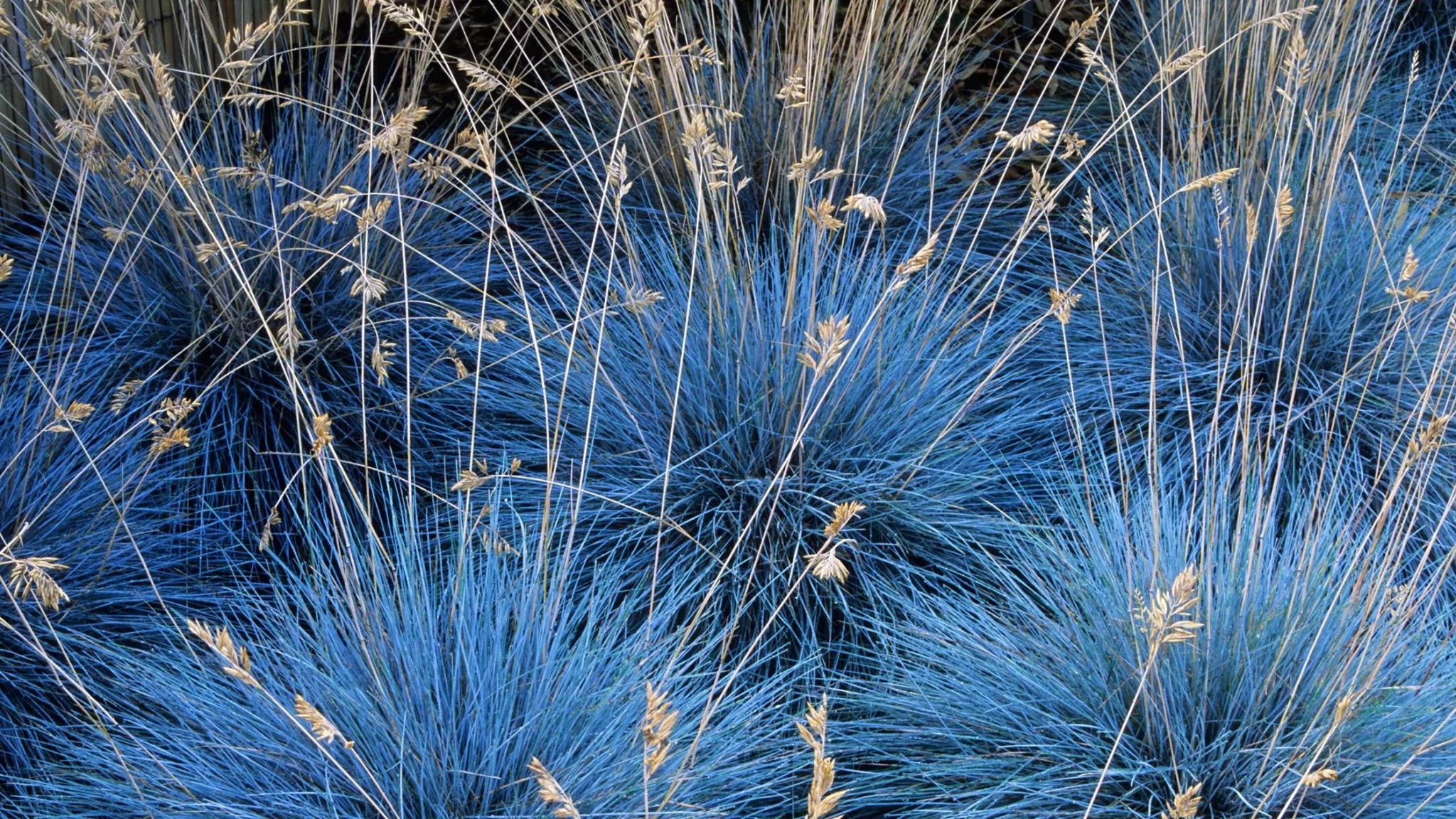 Виды газонных трав: выбираем идеальный газон для вашего сада