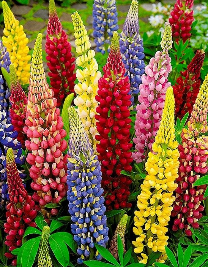 Люпин: выращивание, фото