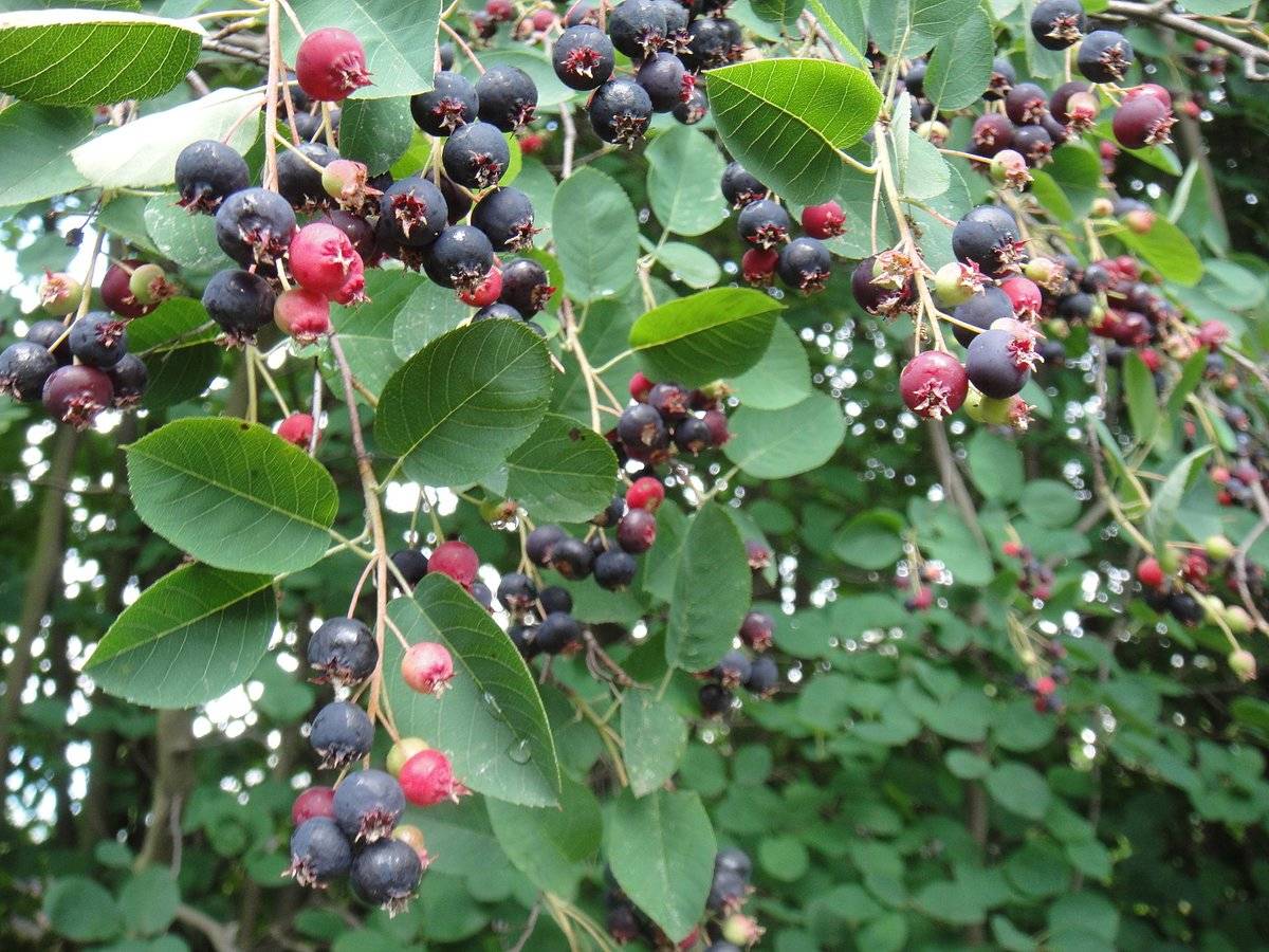 Выращивание и уход за иргой: секреты успешного садоводства