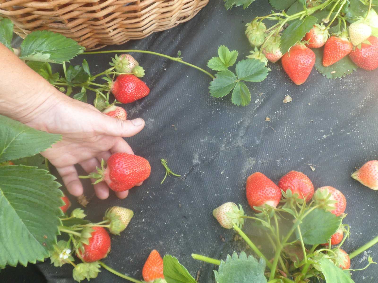 Посадка клубники на агроволокно: простой способ повысить урожайность