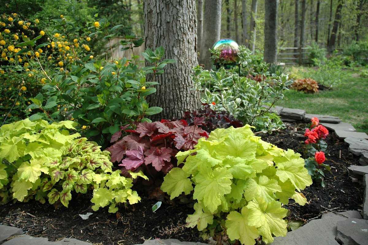 Посадка и выращивание гейхеры