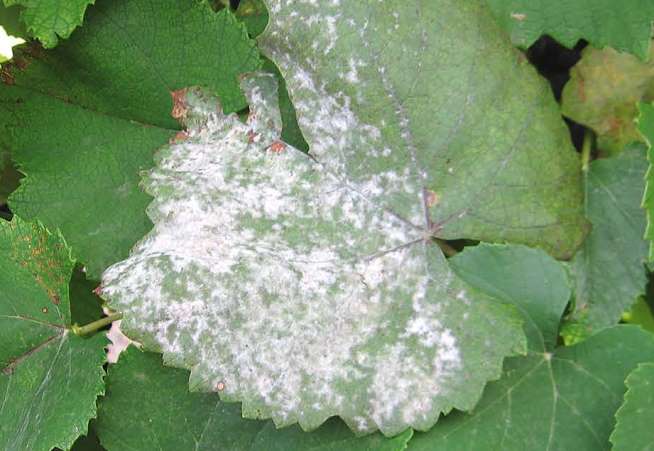 Болезни винограда: симптомы, причины и способы борьбы