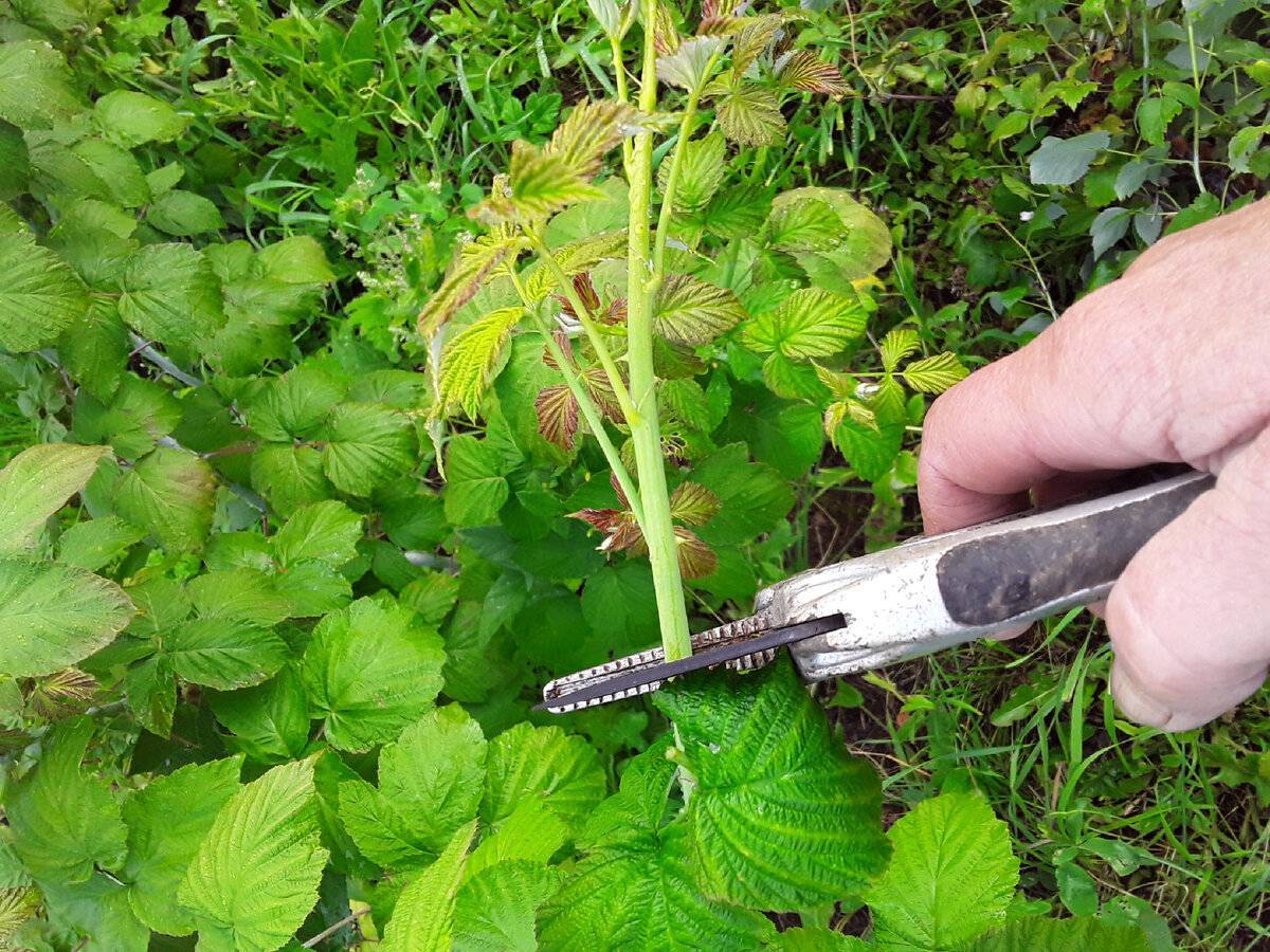 Как обрезать и подвязать малину весной?